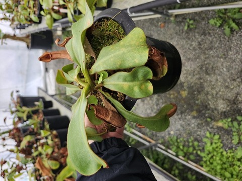 商品一覧 - Y's Exotics （山田食虫植物農園）