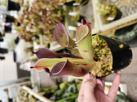 Heliamphora（ヘリアンフォラ）の商品一覧 | Y's Exotics （山田