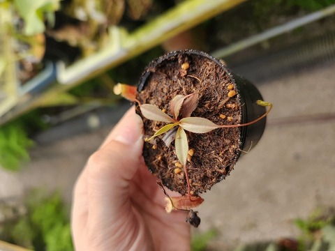 商品一覧 - Y's Exotics （山田食虫植物農園）