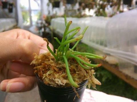 商品一覧 | Y's Exotics （山田食虫植物農園）