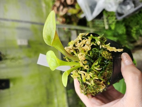 商品一覧 - Y's Exotics （山田食虫植物農園）