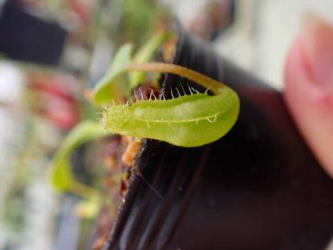 G624 5-1 N. truncata x erucoides Y's