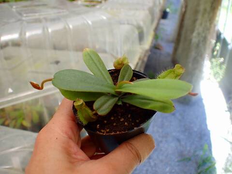 P119 5-1 [YA-29] N. vieillardii Mt. Kagnis Giant Y's Lab