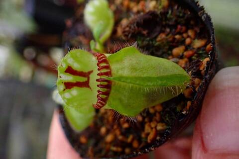 その他観葉植物 Cephalotus follicularis Garman Giant C.C その他観葉植物 Cephalotus follicularis Garman Giant C.C