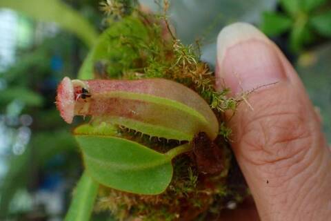 特③現品限り超特大な壺を持つネペンテス・ミランダ Nepenthes（ネペンテス/ウツボカズラ）の商品一覧 | Y's Exotics