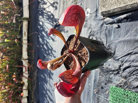 商品一覧 - Y's Exotics （山田食虫植物農園）