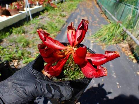 G935 S. purpurea ssp. Purpurea Typ Hardy HCP