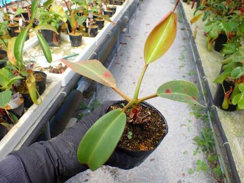 G080 5-3 N. truncata x peltata `Red Phantom' Y's