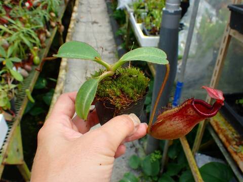 商品一覧 - Y's Exotics （山田食虫植物農園）