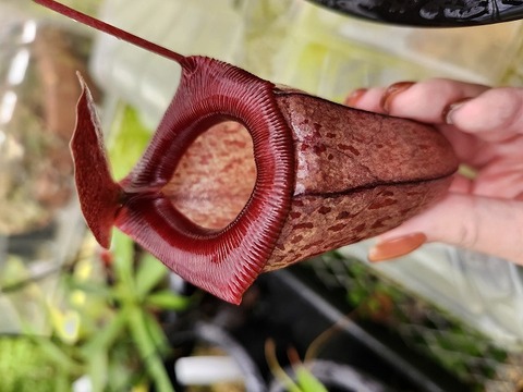 J570 1-2 N. ventricosa (a) x tenuis 