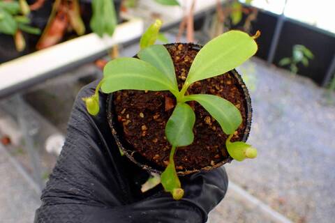 R508 5-1 [YA-170] N. clipeata Nep Gardner Y's Lab