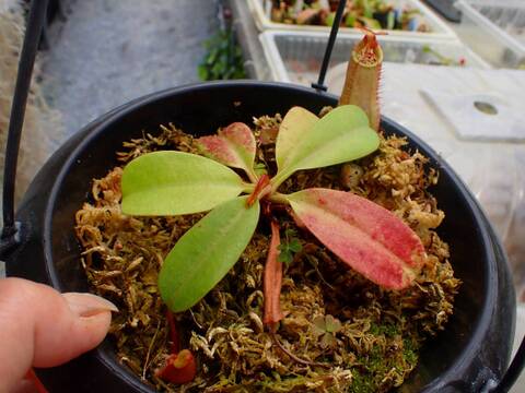商品一覧 - Y's Exotics （山田食虫植物農園）