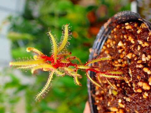 商品一覧 - Y's Exotics （山田食虫植物農園）