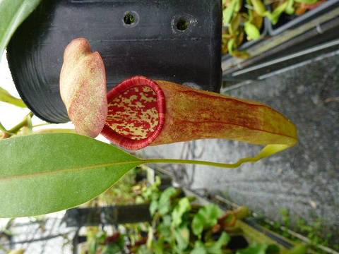 Nepenthes（ネペンテス/ウツボカズラ）の商品一覧 | Y's Exotics 