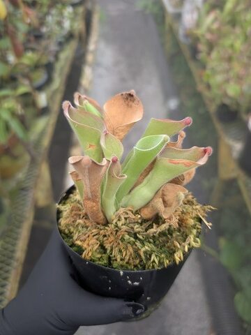 Heliamphora（ヘリアンフォラ）の商品一覧 | Y's Exotics （山田食虫植物農園）