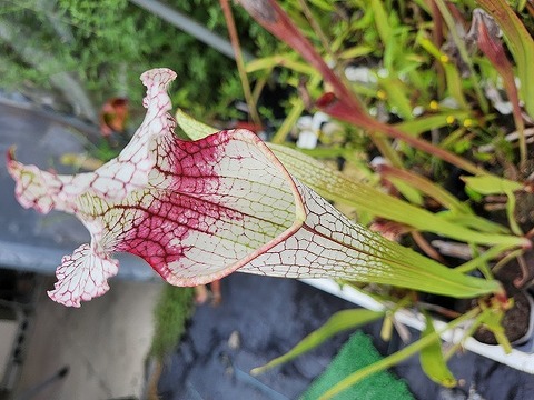 サラセニア レウコフィラ アルバ ベリーホワイトトップス 食虫植物 サラセニア レウコフィラ アルバ ベリーホワイトトップス 食虫