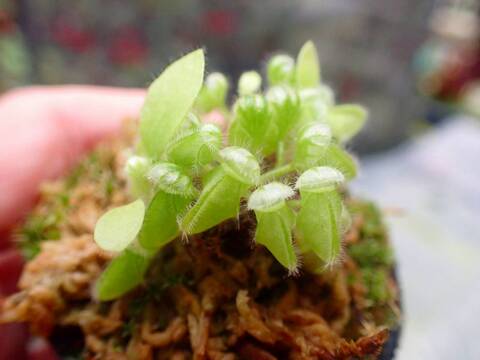 Y513 1-1 Cephalotus follicularis {BCP very dark in winter clone} [BCP ID# 04/01] BCP