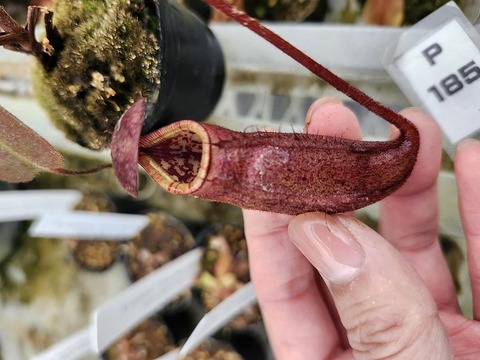 Y's Exotics （山田食虫植物農園）