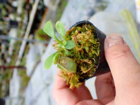 商品一覧 - Y's Exotics （山田食虫植物農園）
