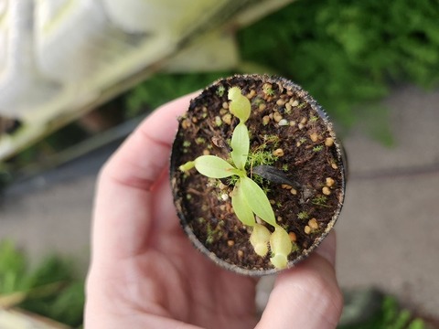 サポジラ接木苗　希少❗️ サポジラ 接木苗 花つき 大木