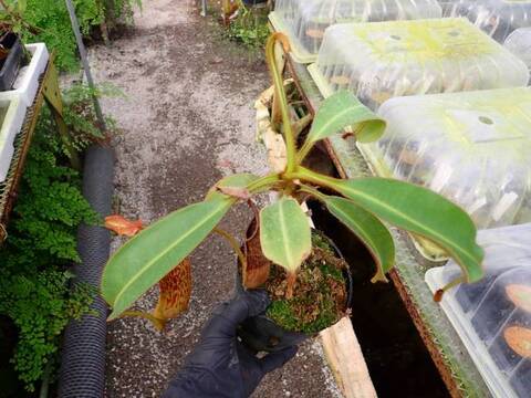 Y544 1-2 N. chaniana x mollis (Individual seedling clone (ISC) AW