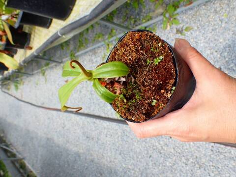 J181 5-3 N. thorelii x ampullaria Singapore (h) EP