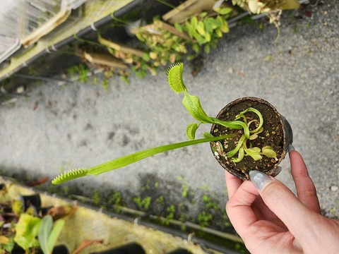 P300 5-1 Dionaea muscipula "Eyelash" CK