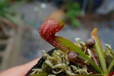 商品一覧 | Y's Exotics （山田食虫植物農園）