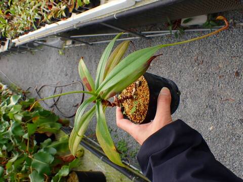 商品一覧 - Y's Exotics （山田食虫植物農園）