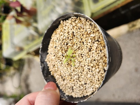 P775 1-2 P. moctezumae x zecheri