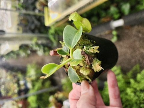 親株 フローレンシアエ 親株現物販売 童仙房ナーセリー＆ガーデンのテーブルランジア,庭のあじさい苗【HBA