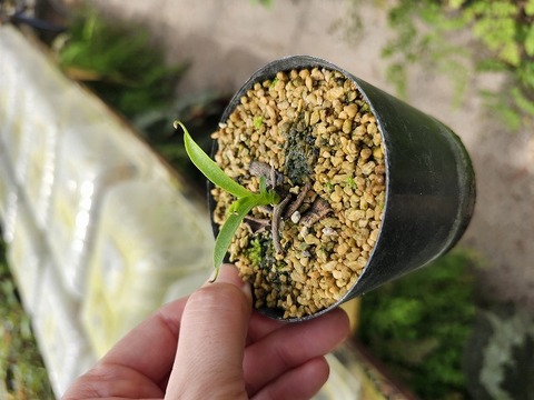 E581 1-2 N. aristolochioides (wild)