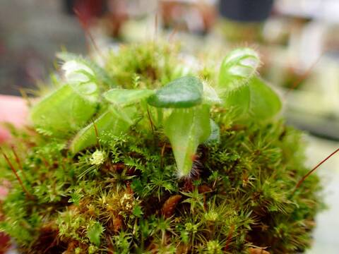 商品一覧 - Y's Exotics （山田食虫植物農園）