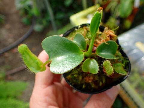 商品一覧 - Y's Exotics （山田食虫植物農園）