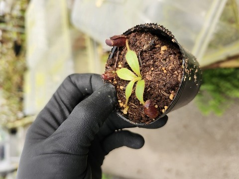 専用　　オニサバルヤシ　美株　良形 商品一覧 | Y's Exotics （山田食虫植物農園）