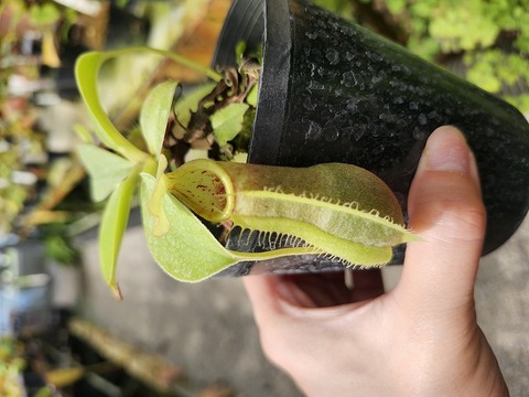 Y's Exotics （山田食虫植物農園）