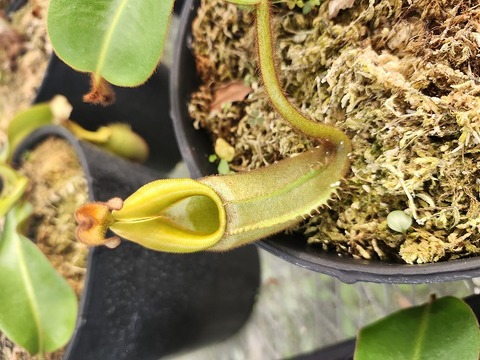 Nepenthes Species（ネペンテス原種）の商品一覧 | Y's Exotics （山田