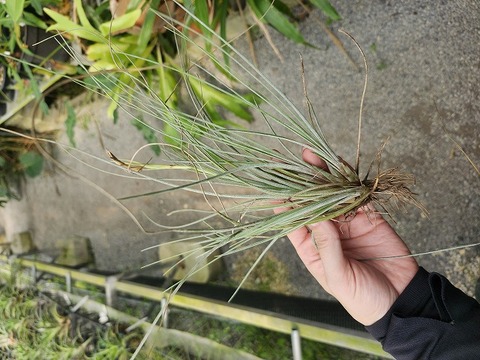 R464 3-3 T. chaetophylla TI