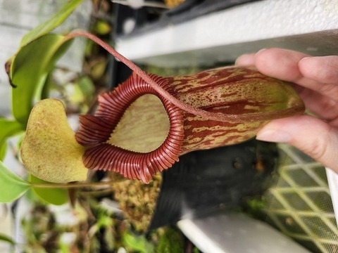 E104 1-4 N. (ventricosa x sibuyanensis) x {[ventricosa x (spth x lowii)] x TM}No.154 EP