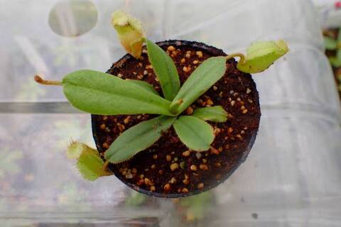 ゆうゆうネペンテス・ミランダ Nepenthes（ネペンテス/ウツボカズラ）の商品一覧 | Y's Exotics