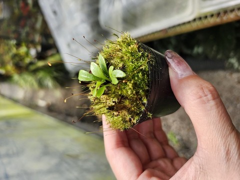 パピルス　ネフェルタリ J637 4-1 #BBB N. ventrata | Y's Exotics （山田食虫植物農園）