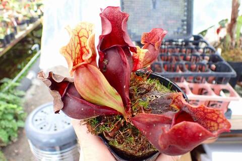 R185 1H S. purpurea ssp. venosa (伊勢花菖蒲園選別丸形株 No.16) MS