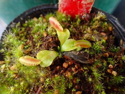 商品一覧 - Y's Exotics （山田食虫植物農園）