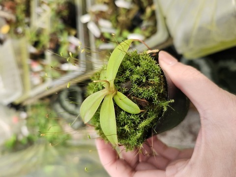 商品一覧 - Y's Exotics （山田食虫植物農園）