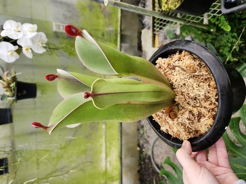 商品一覧 - Y's Exotics （山田食虫植物農園）