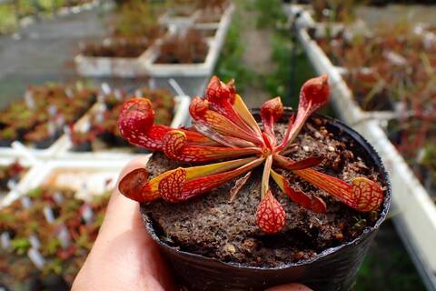 Sarracenia Species（サラセニア原種）の商品一覧 | Y's Exotics