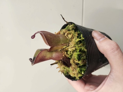 商品一覧 - Y's Exotics （山田食虫植物農園）