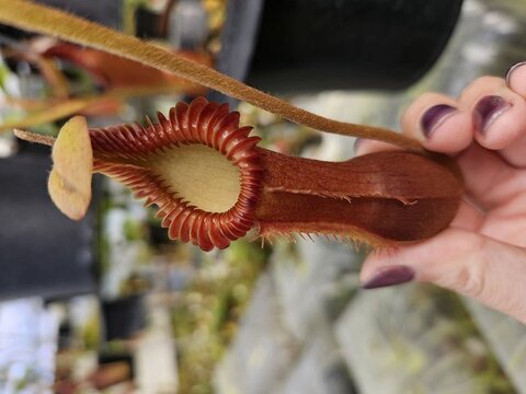 Nepenthes（ネペンテス/ウツボカズラ）の商品一覧 | Y's Exotics （山田食虫植物農園）