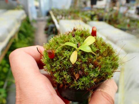 食虫植物 N.veitchii bario #8 x edwardsiana Tambuyukon 実生