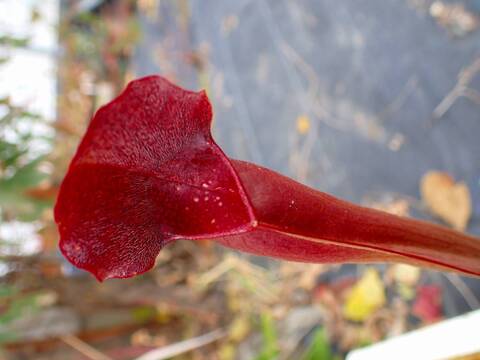 商品一覧 - Y's Exotics （山田食虫植物農園）